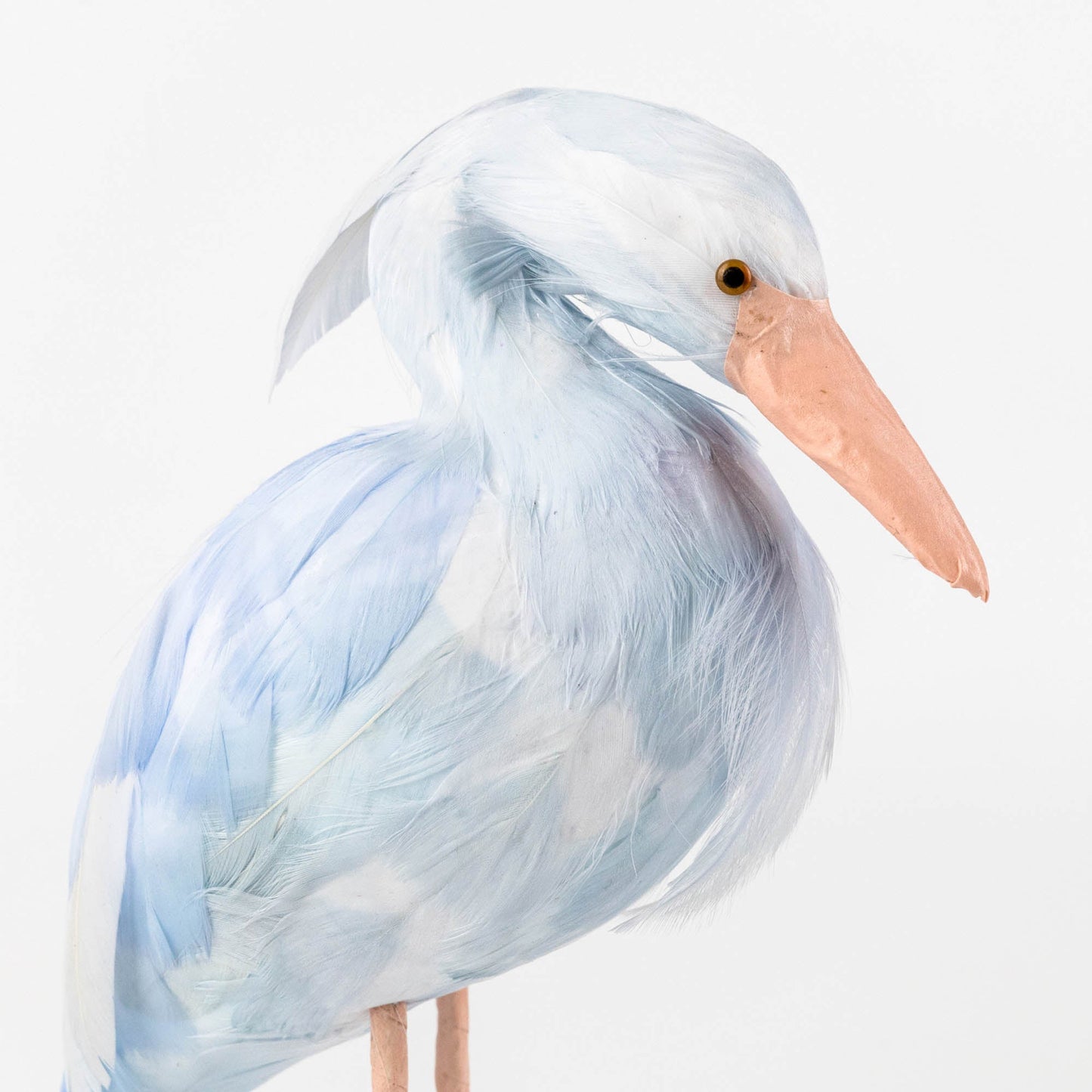Famille de cigognes Saskia bleues