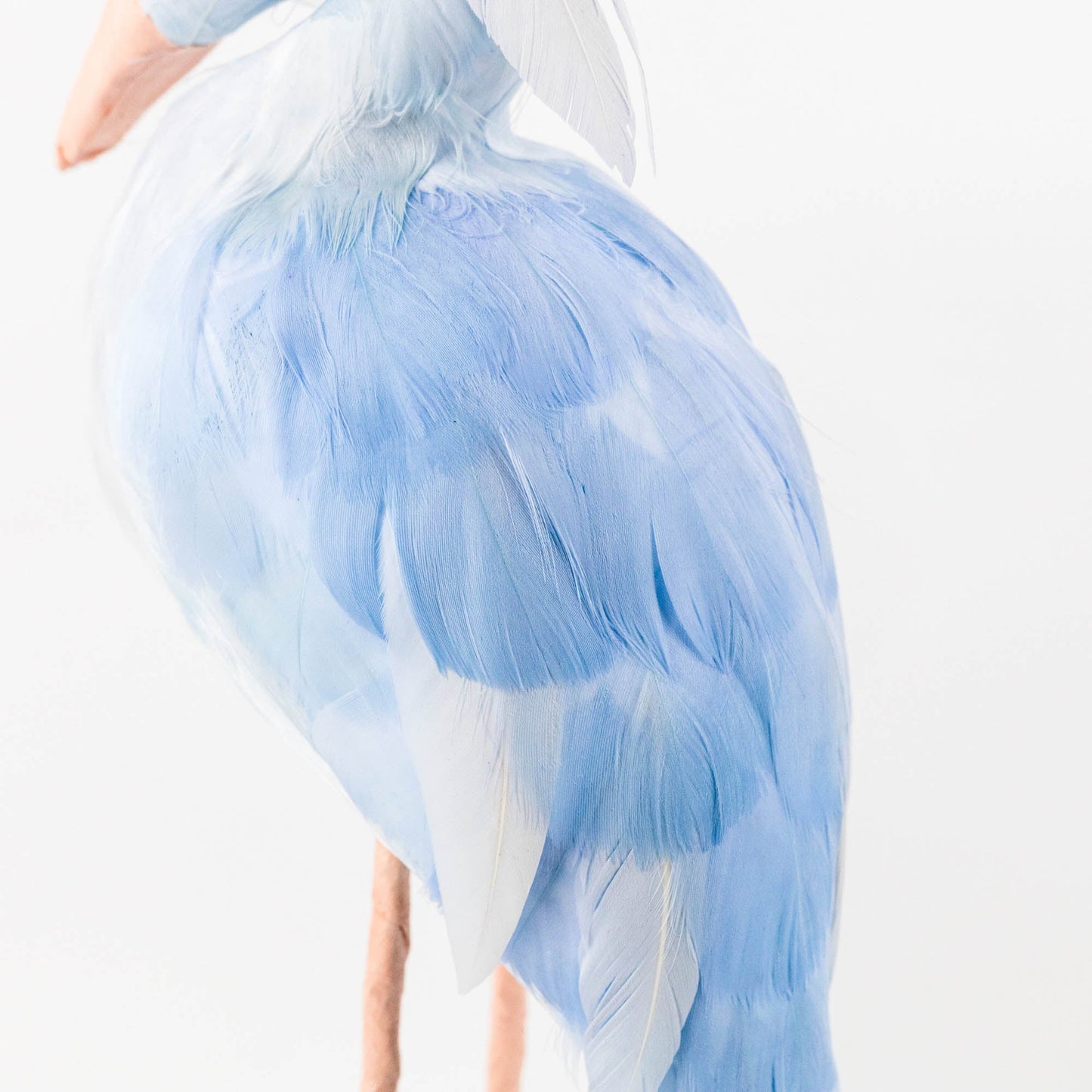 Famille de cigognes Saskia bleues