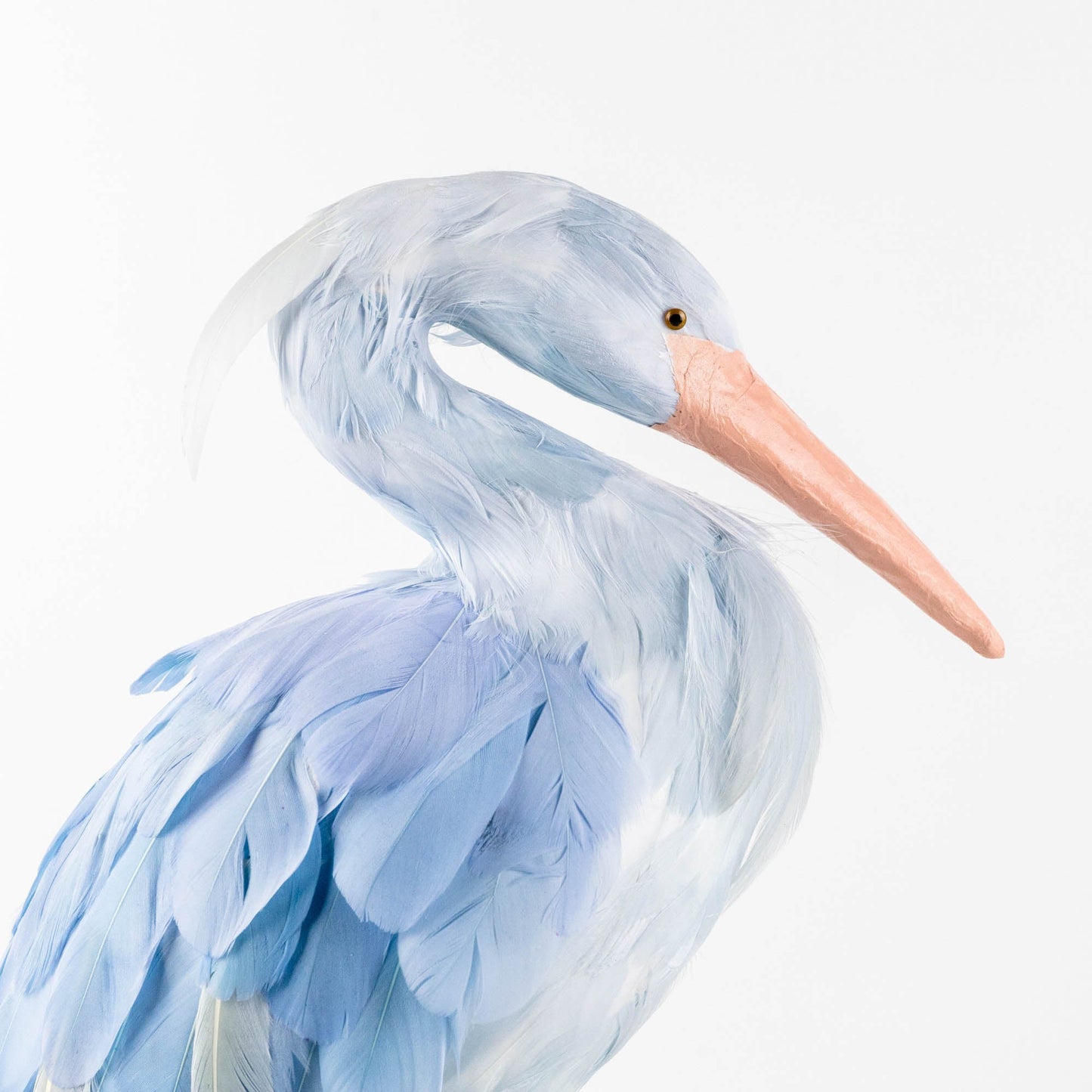 Famille de cigognes Saskia bleues